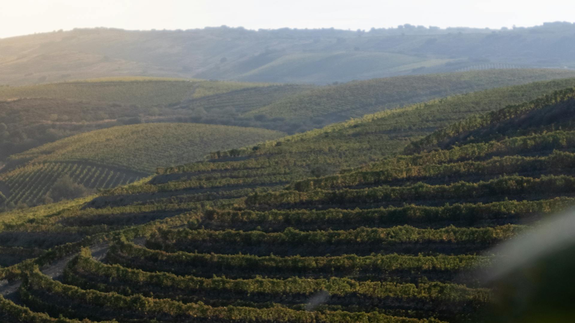 pexels-photo-32618091