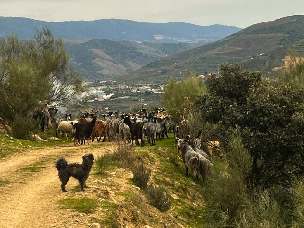 douro selvagem - douro on the rocks (5)